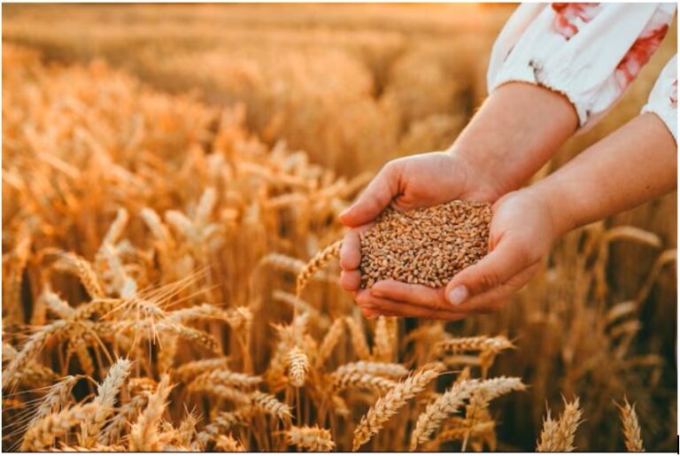 Fortaleciendo la Producción de Trigo para la Seguridad Alimentaria en Bolivia